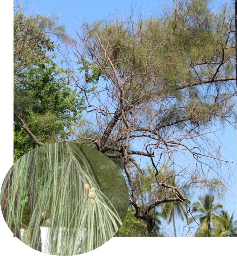 Casuarina equisetifolia Catálogo Flora y Fauna