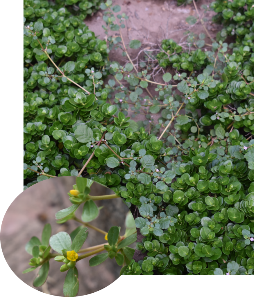 Portulaca oleracea Catálogo Flora y Fauna