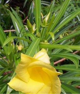 Cascabela thevetia Catálogo Flora y Fauna